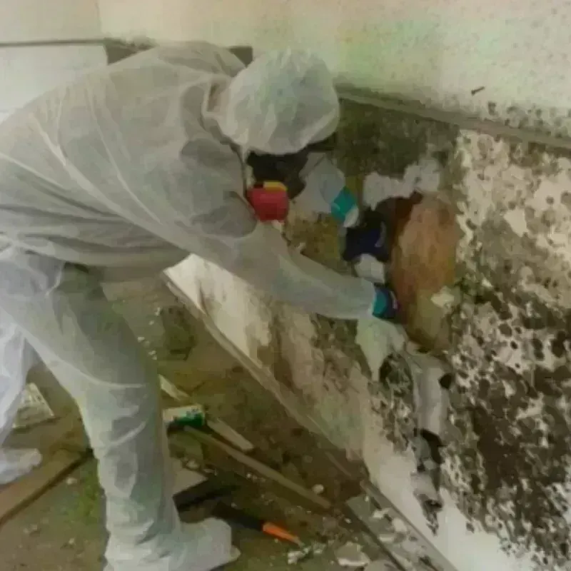 Mold Remediation and Removal in Dade City, FL